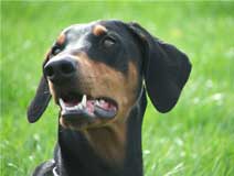 Photo de la dobermann Athena utilise comme troisime modle de ce portrait animalier  la composition triangulaire.